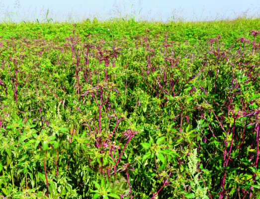 1 - Infestazione di Euphorbia davidii  nel campo di soia di Roverbella (Mn).