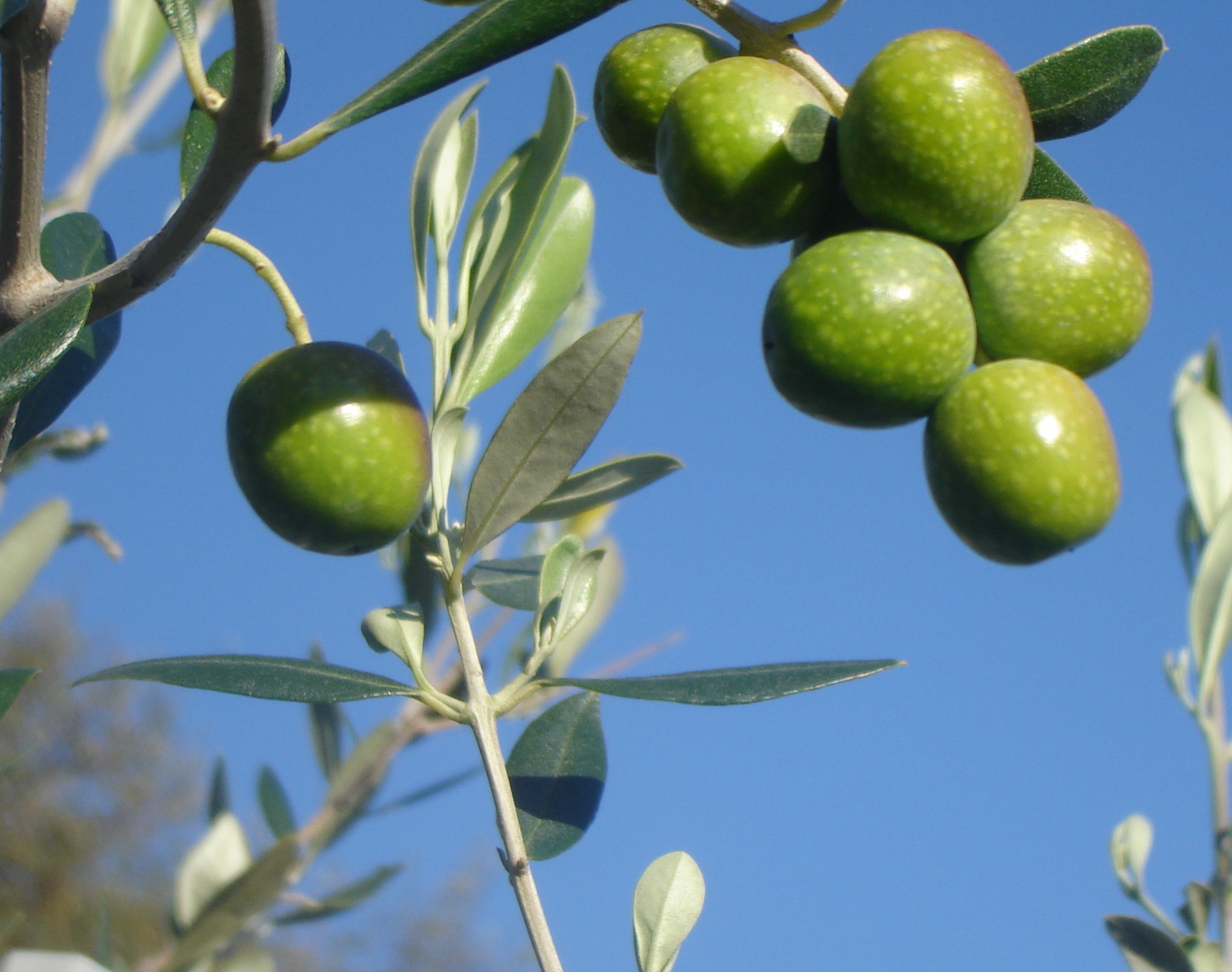 Frutti di olivo Cultivar FS-17 "Favolosa" resistente a Xylella.
