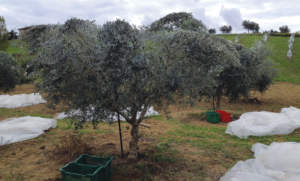 reti contro la mosca dell'olivo